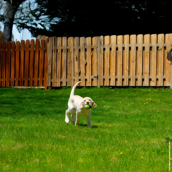 Godrej Arden, Dog Park