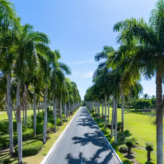 Godrej Alira, Palm Lined Boulevard