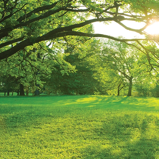 Godrej Orchard Estate, Godrej Orchard Estate Gallery 4