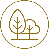 Lush Green Landscape